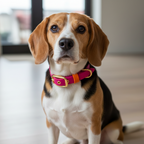 Beagle con collare fucsia impermeabile